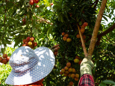 Fruit Picking Jobs in Australia for Foreigners with Visa Sponsorship